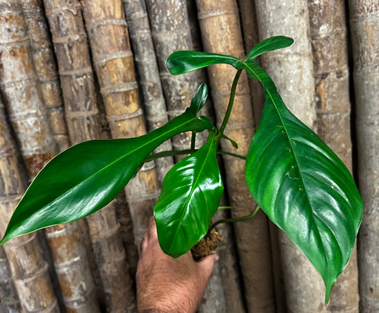 Philodendron &