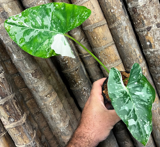 Alocasia &