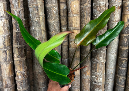 Philodendron &