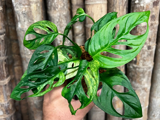 Monstera adansoni *Variegated (unusual one)* ST3