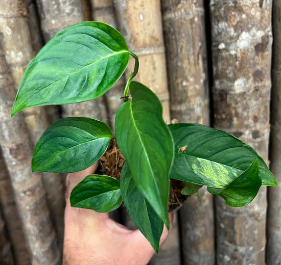 Monstera laniata &