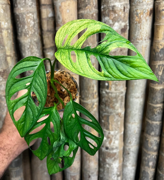 Monstera &