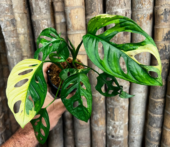 Monstera &