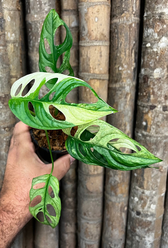 Monstera &
