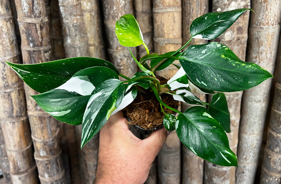 Philodendron &