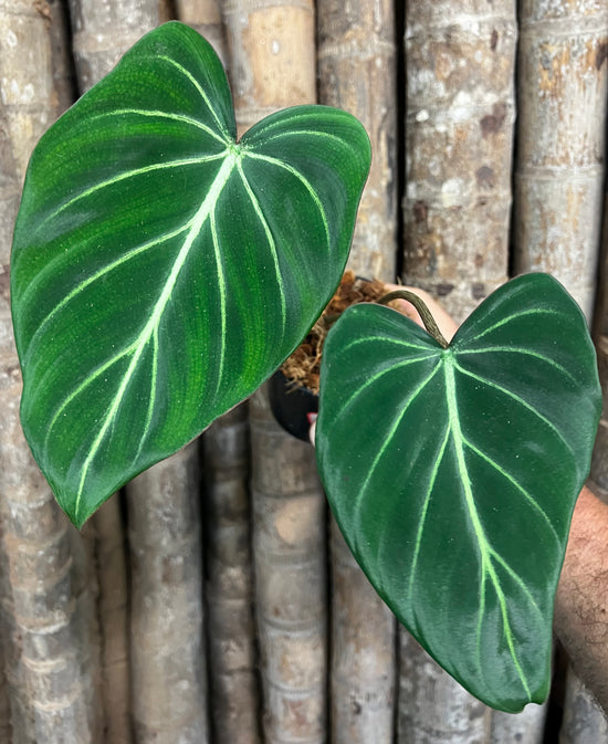 Philodendron &