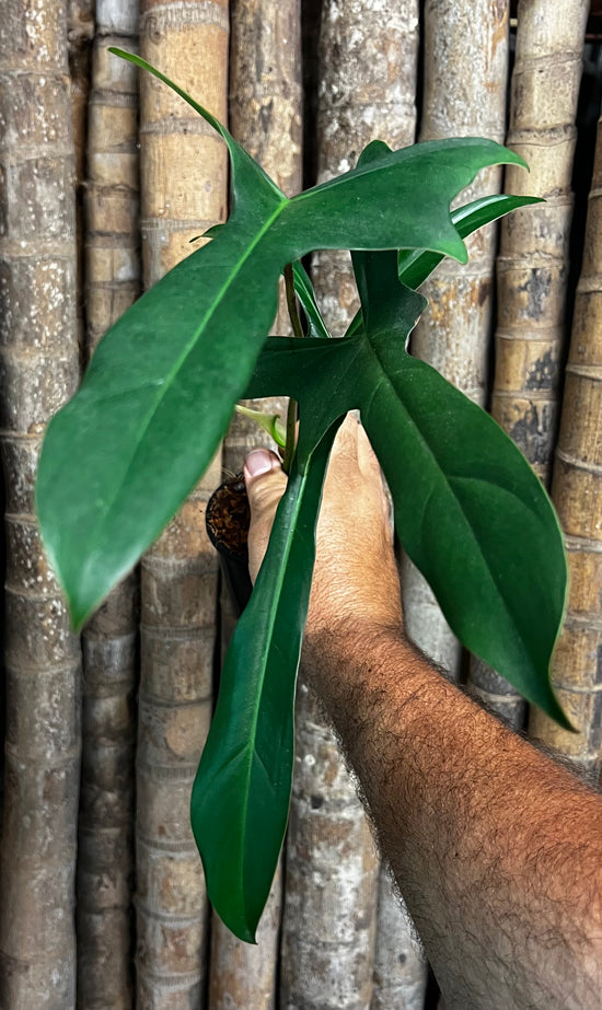 Philodendron &