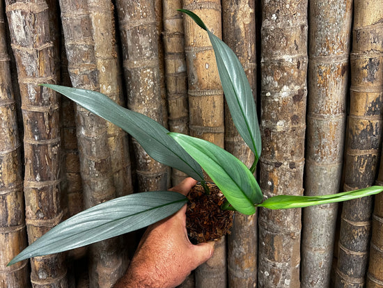 Epipremnum amplissimum &