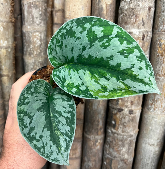 Scindapsus &