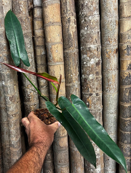 Philodendron &