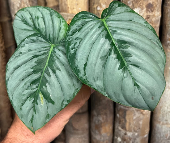 Philodendron &