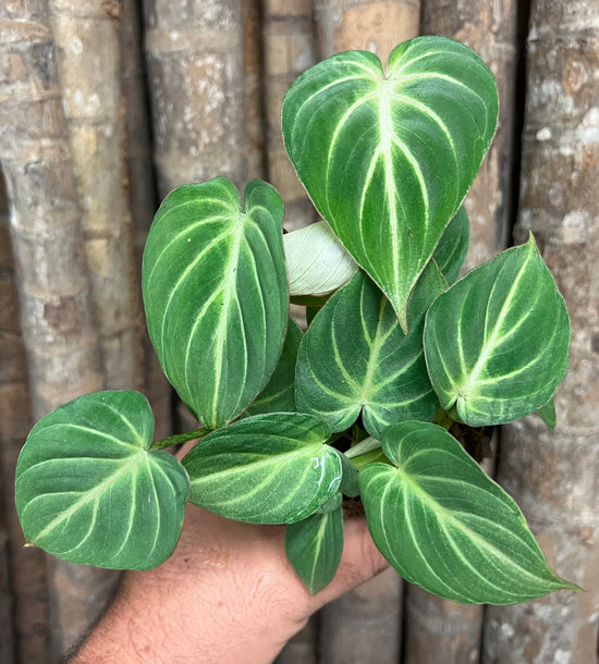 Philodendron &