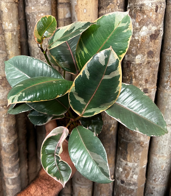 Ficus &