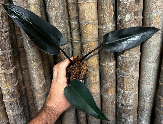 Philodendron &