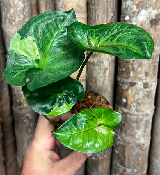 Syngonium &