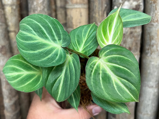 Philodendron &