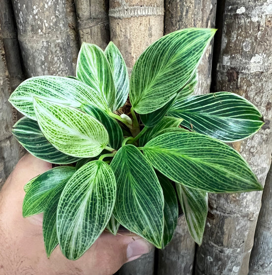 Philodendron &