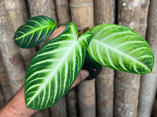 Phyllotaenium lindenii &
