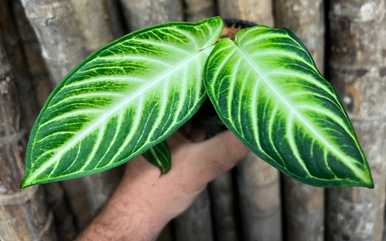 Phyllotaenium lindenii &