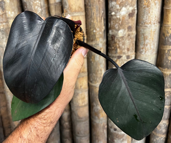 Philodendron &