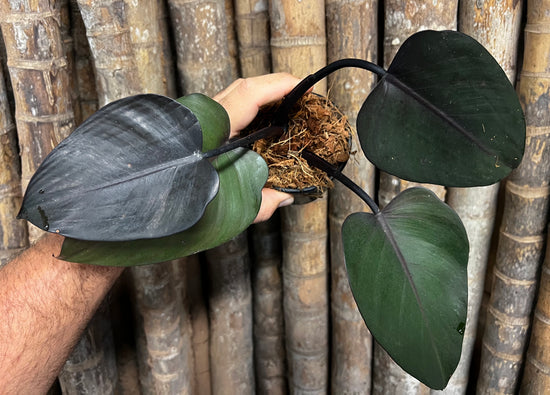 Philodendron &