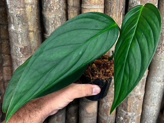 Monstera &