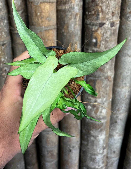 Syngonium &