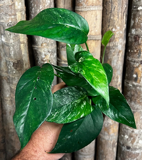 Epipremnum pinnatum &