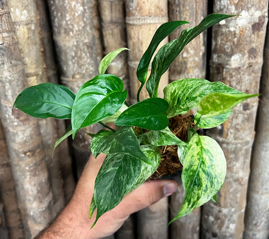 Monstera laniata &