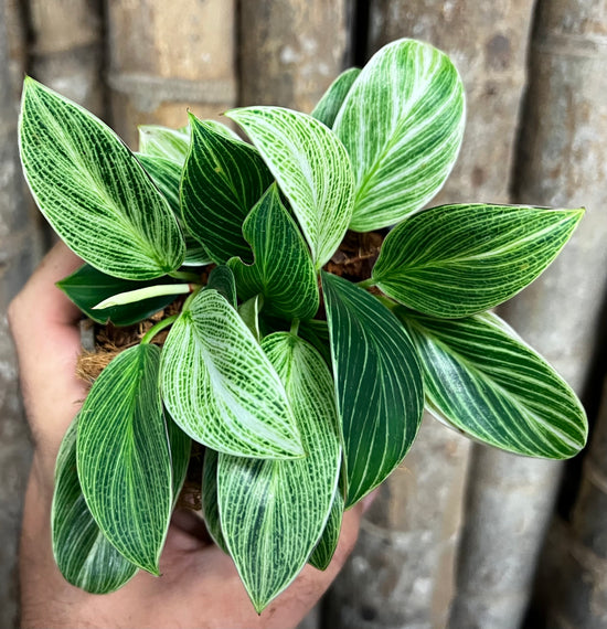 Philodendron &