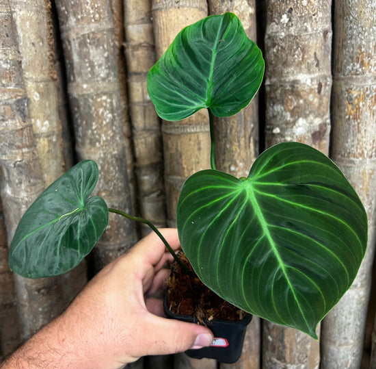 Philodendron &