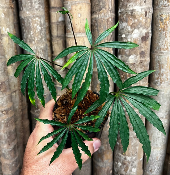 Anthurium &