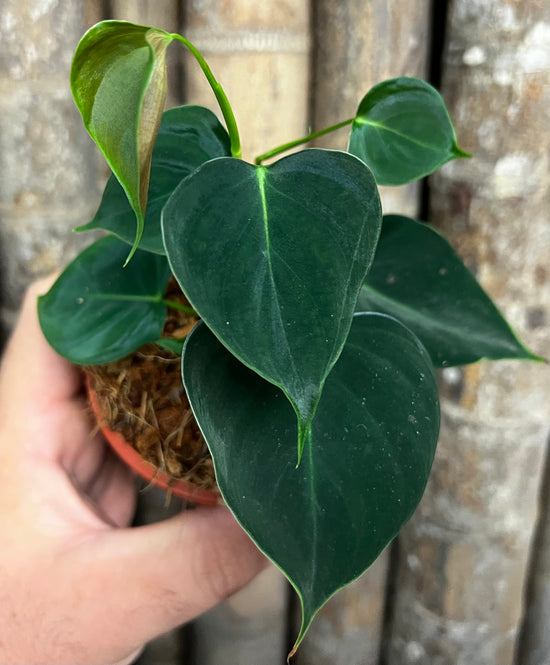 Philodendron &