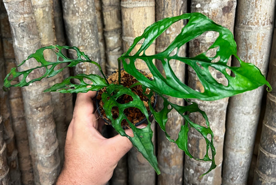 Monstera obliqua &