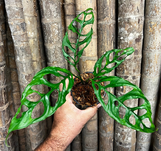 Monstera obliqua &