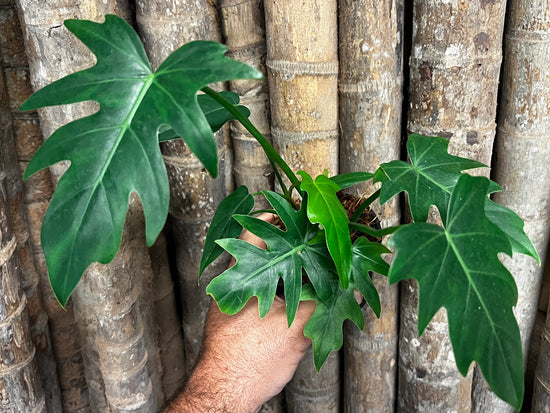 Philodendron &
