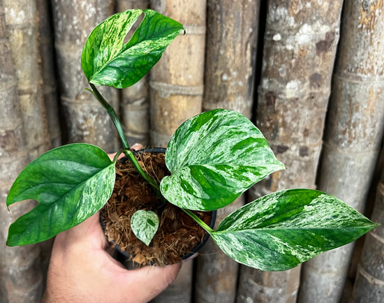 Epipremnum pinnatum &