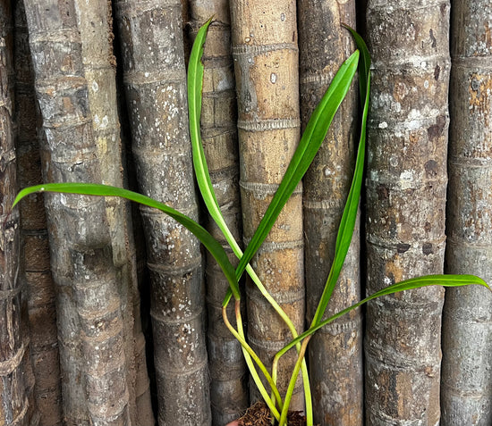 Philodendron &