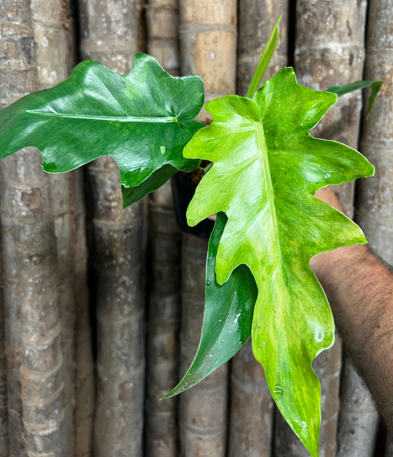 Philodendron &