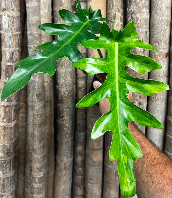 Philodendron &