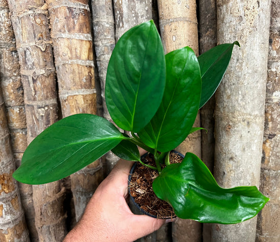 Monstera &