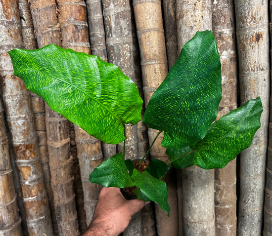 Calathea &