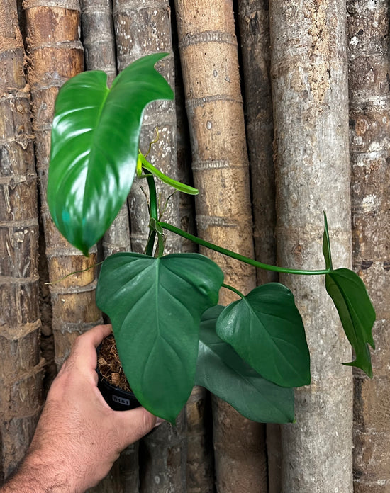 Philodendron &