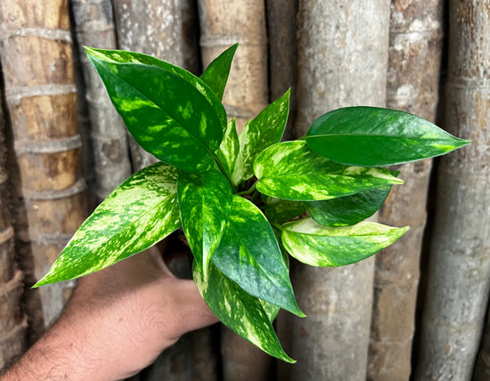 Epipremnum pinnatum &