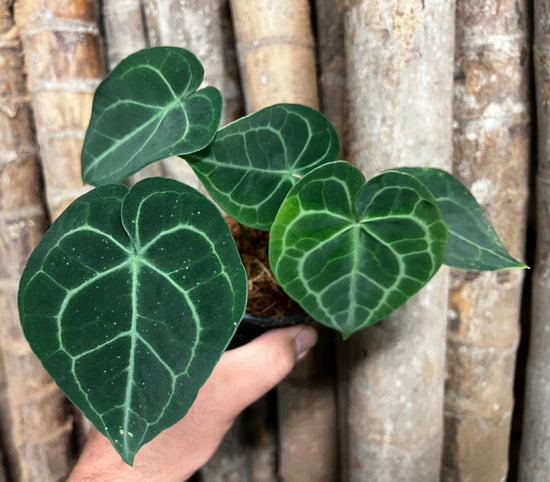 Anthurium &