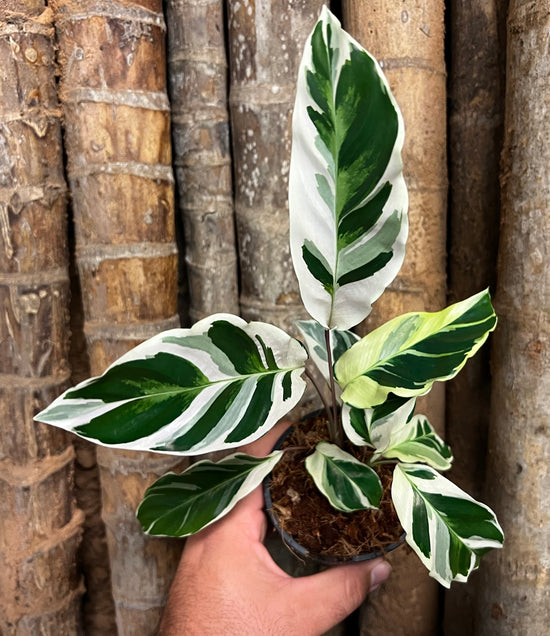 Calathea &