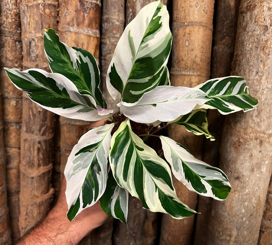 Calathea &