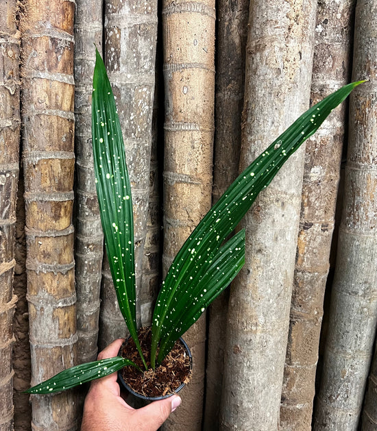 Aspidistra &