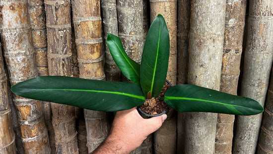 Philodendron &