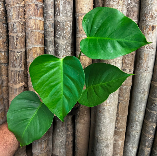 Monstera &